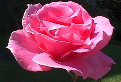 rose[2] .Temple of heart2