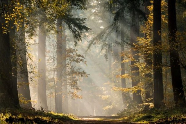 Sun's rays in forest trees