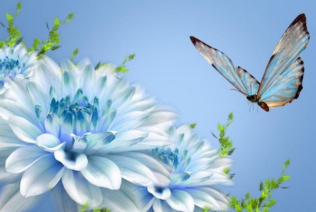 Variegated butterfly above blue and white flower