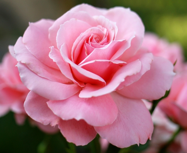 Rose - wisdom of the heart