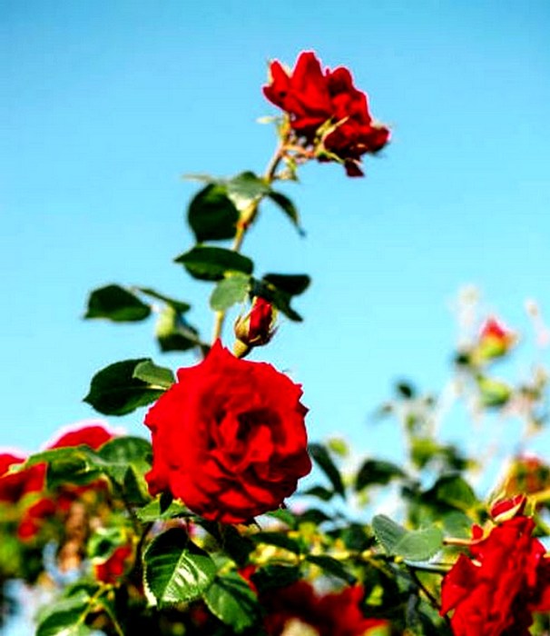 climbing red rose