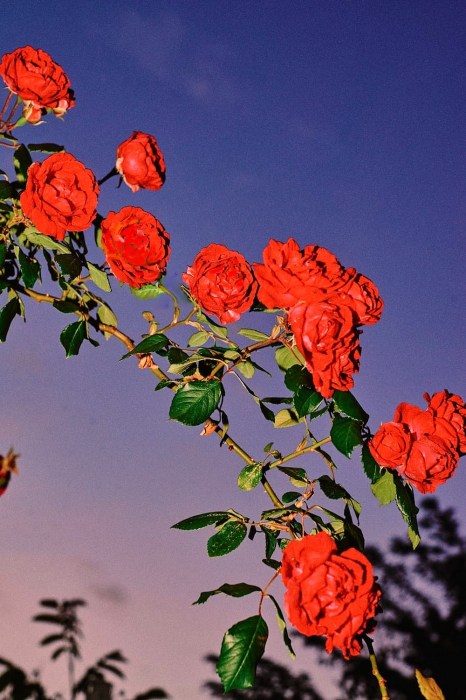 Red climbing roses reach up to the sky