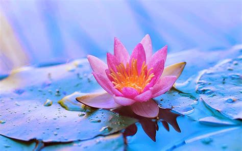 Image pink lotus on ice-blue water