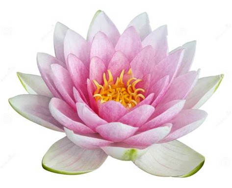 Image Lotus pink heart